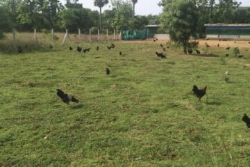 நாட்டுக்கோழி வளர்ப்பில் உள்ள சிக்கல்கள்!