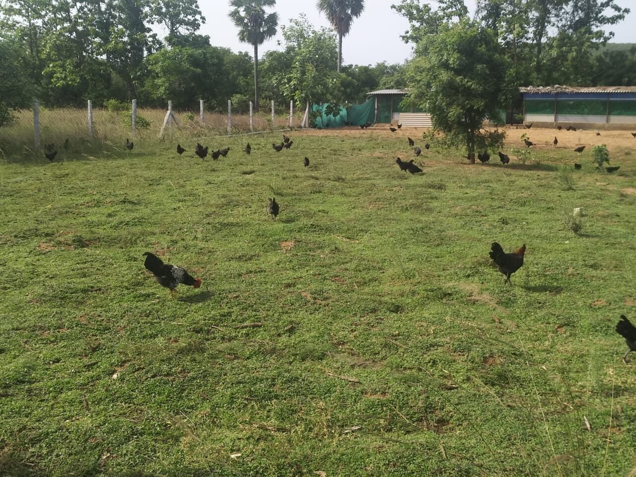 நாட்டுக்கோழி வளர்ப்பில் உள்ள சிக்கல்கள்!