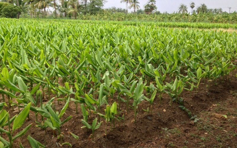 மஞ்சளில் உர நிர்வாகம்! 1 மஞ்சளில் உர நிர்வாகம்!