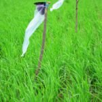 இனக்கவர்ச்சிப் பொறி