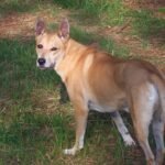 நாய் இரத்தக் கழிச்சல்