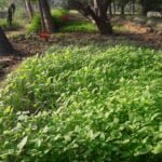 குளக்கரையில் காய்கறி உற்பத்தி