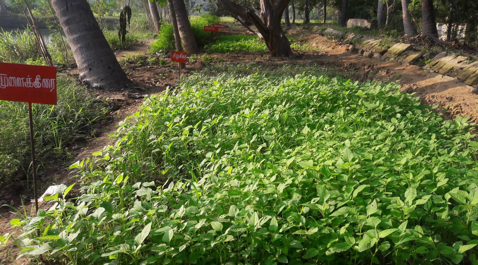 குளக்கரையில் காய்கறி உற்பத்தி