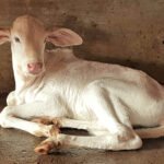 கால்நடை