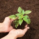 மண்வளம் காக்கும் நுண்ணுயிர்கள்!