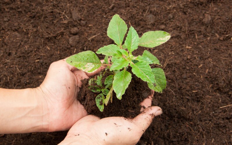 மண்வளம் காக்கும் நுண்ணுயிர்கள்! 1 மண்வளம் காக்கும் நுண்ணுயிர்கள்!