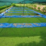 நுண்ணுயிரி