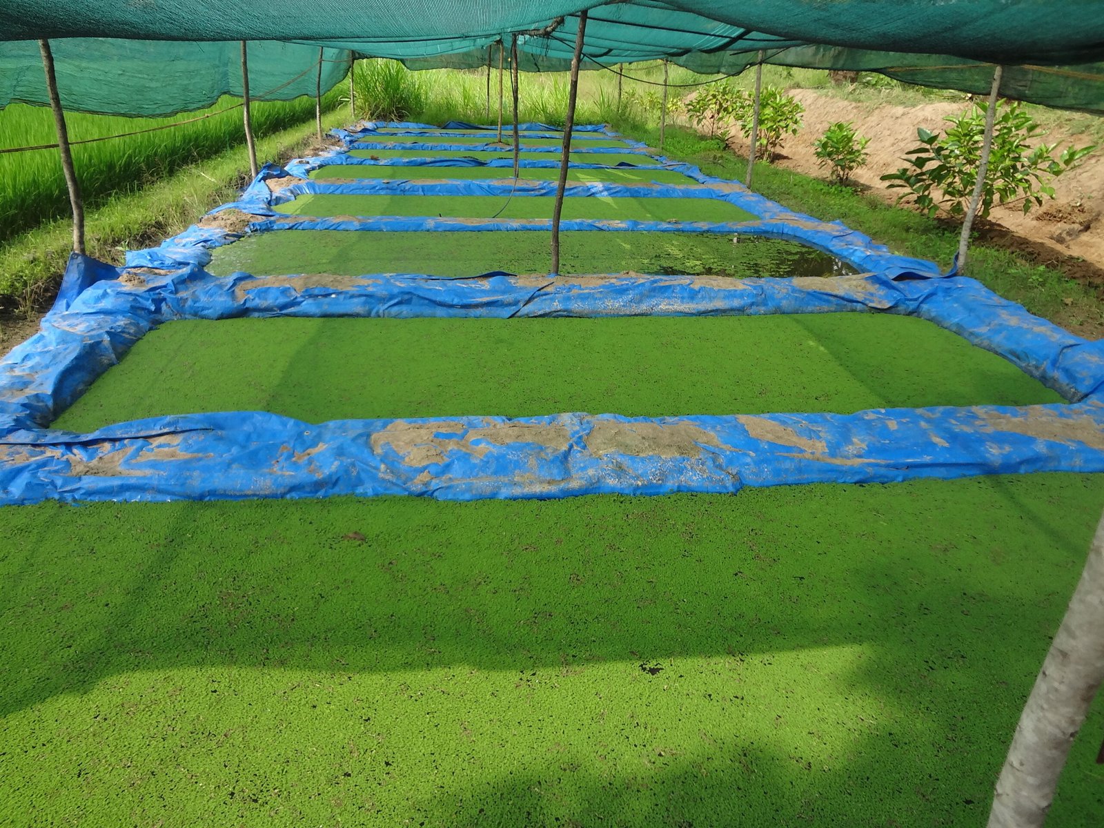 நுண்ணுயிரி