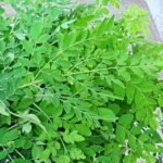 முருங்கைக் கீரையின் பயன்