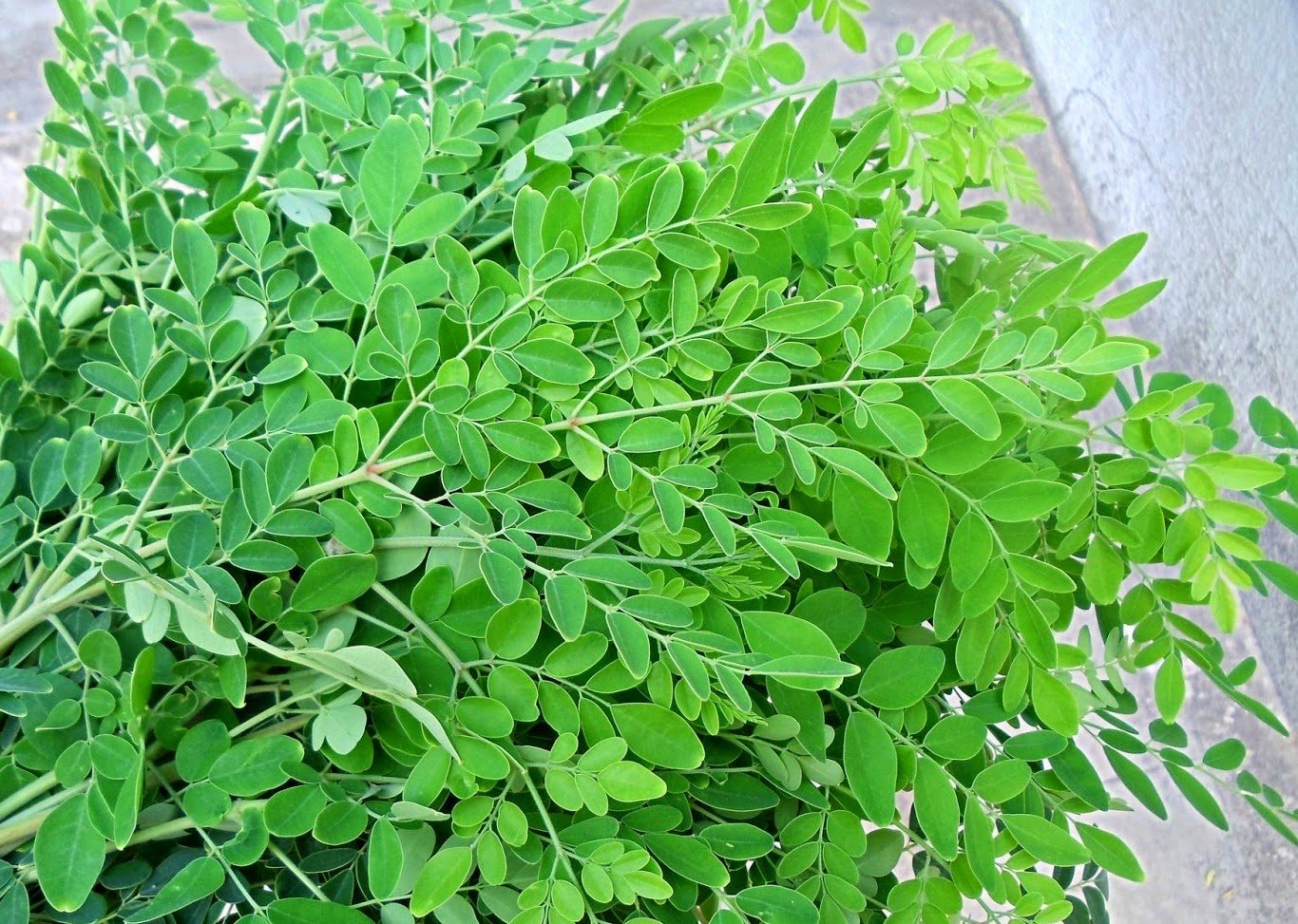 முருங்கைக் கீரையின் பயன்