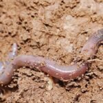 மண் புழு