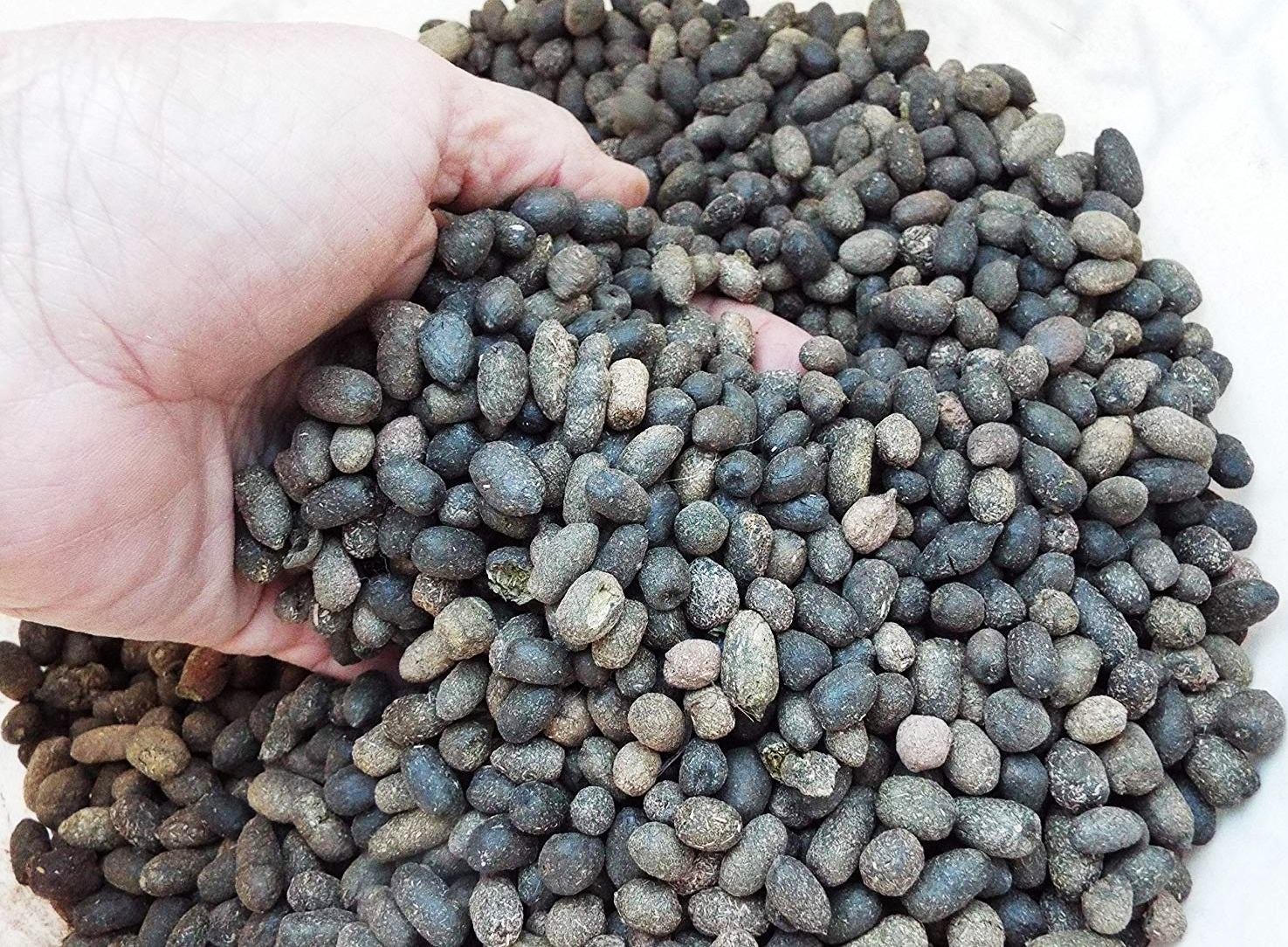 ஆட்டுப் புழுக்கை