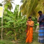 நுண்ணீர்ப் பாசனத் திட்டம்