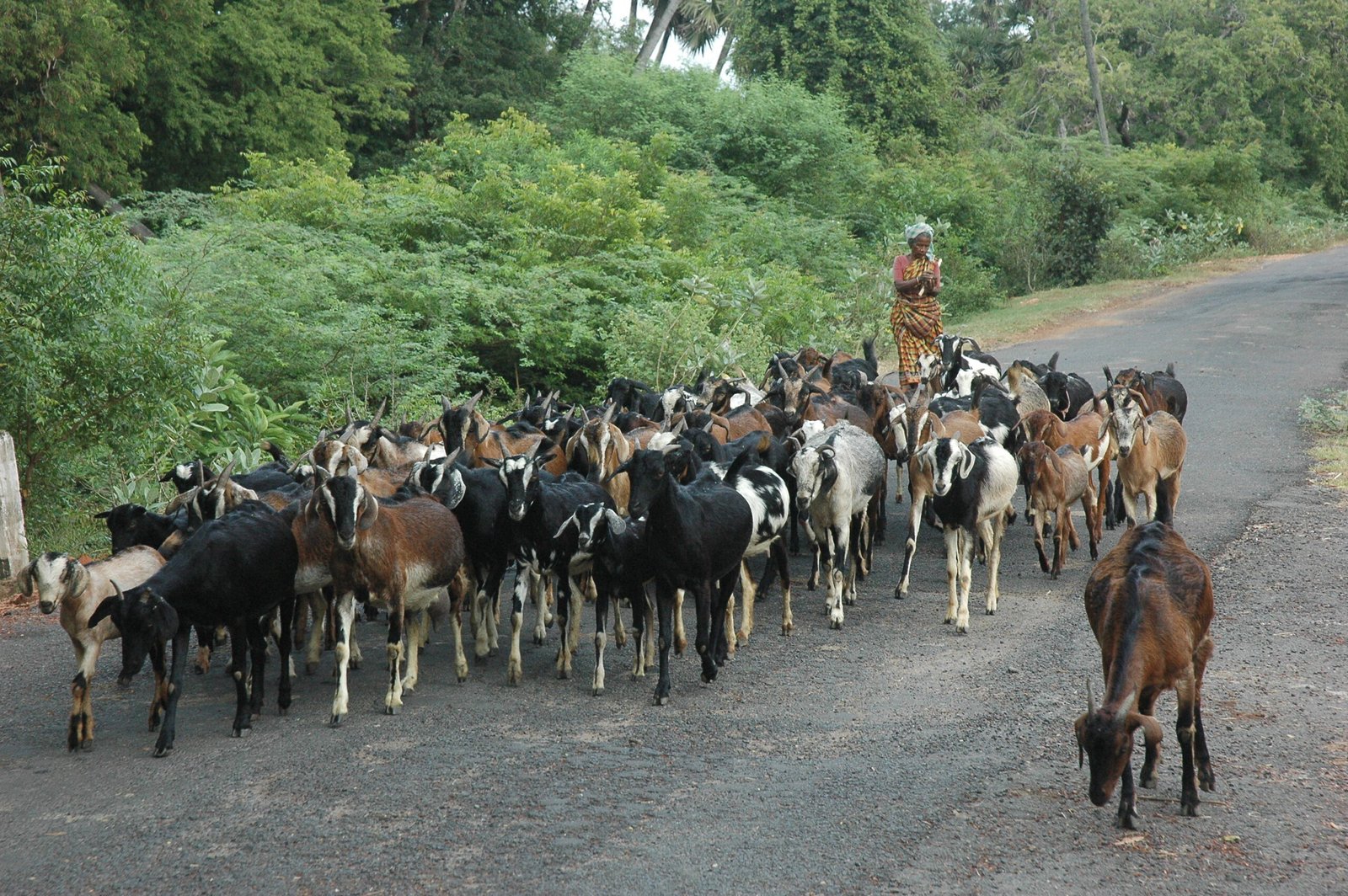 வெள்ளாடு