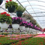 அழகுச் செடிகள் உற்பத்தி!