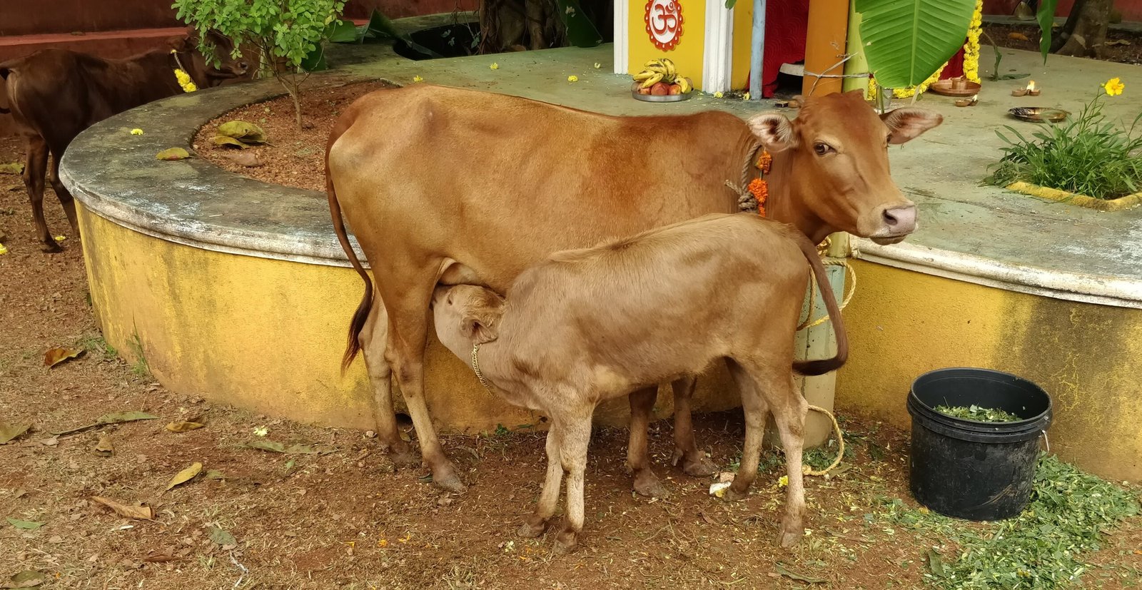 கால்நடை