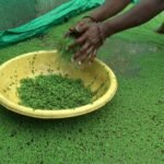 வேளாண்மை