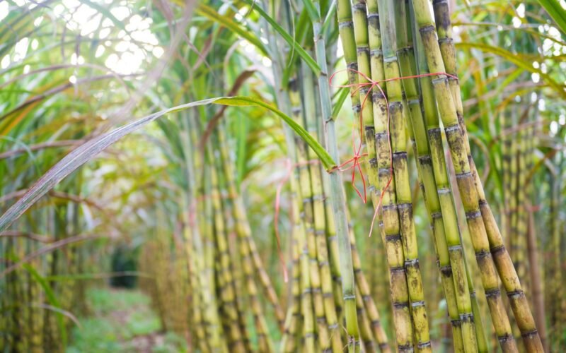 கரும்பைத் தாக்கும் முக்கியப் பூச்சிகள்!