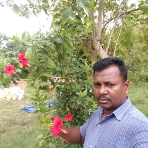 ஒரு கிலோ செம்பருத்திப்பூ முந்நூறு ரூவா!