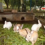 முயல் வளர்ப்பு!