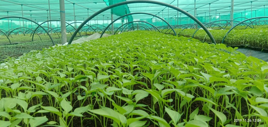 காய்கறி