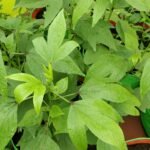 புளிச்ச கீரை