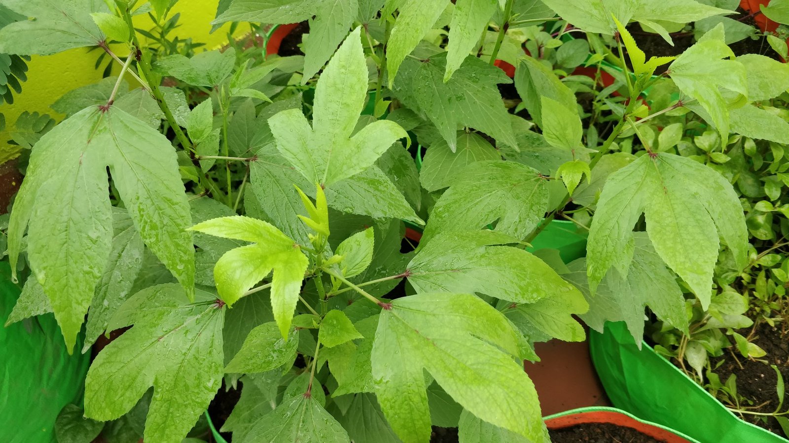 புளிச்ச கீரை