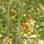 சீமை இலந்தை