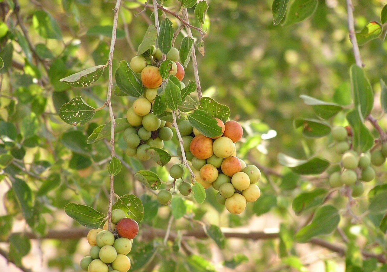 சீமை இலந்தை