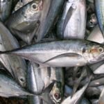 தடுப்பூசி