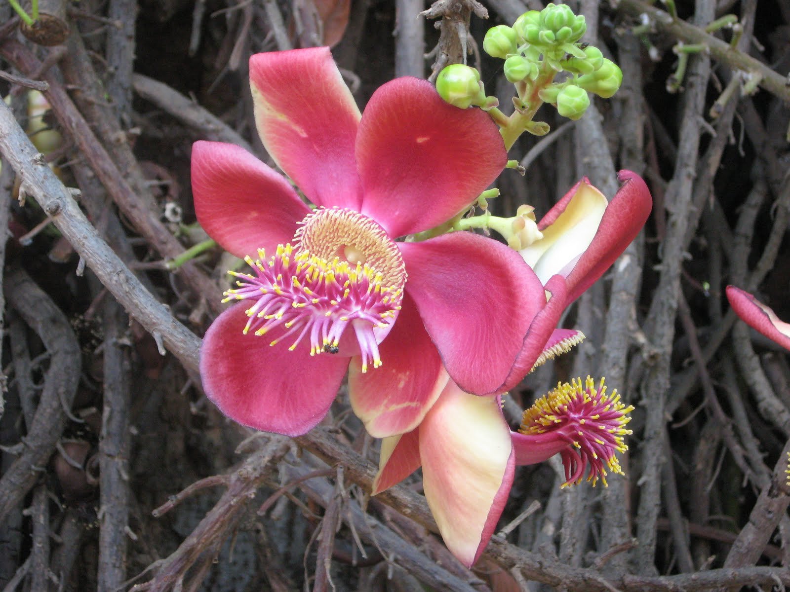 நாகலிங்க மரம்