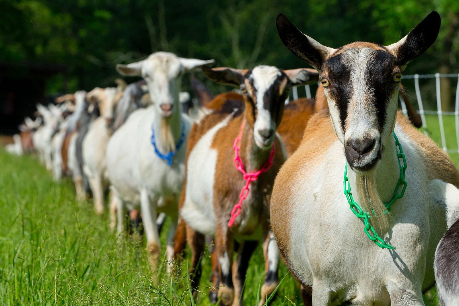 ஆட்டுக்கொல்லி