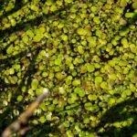 லெம்னா பாசி