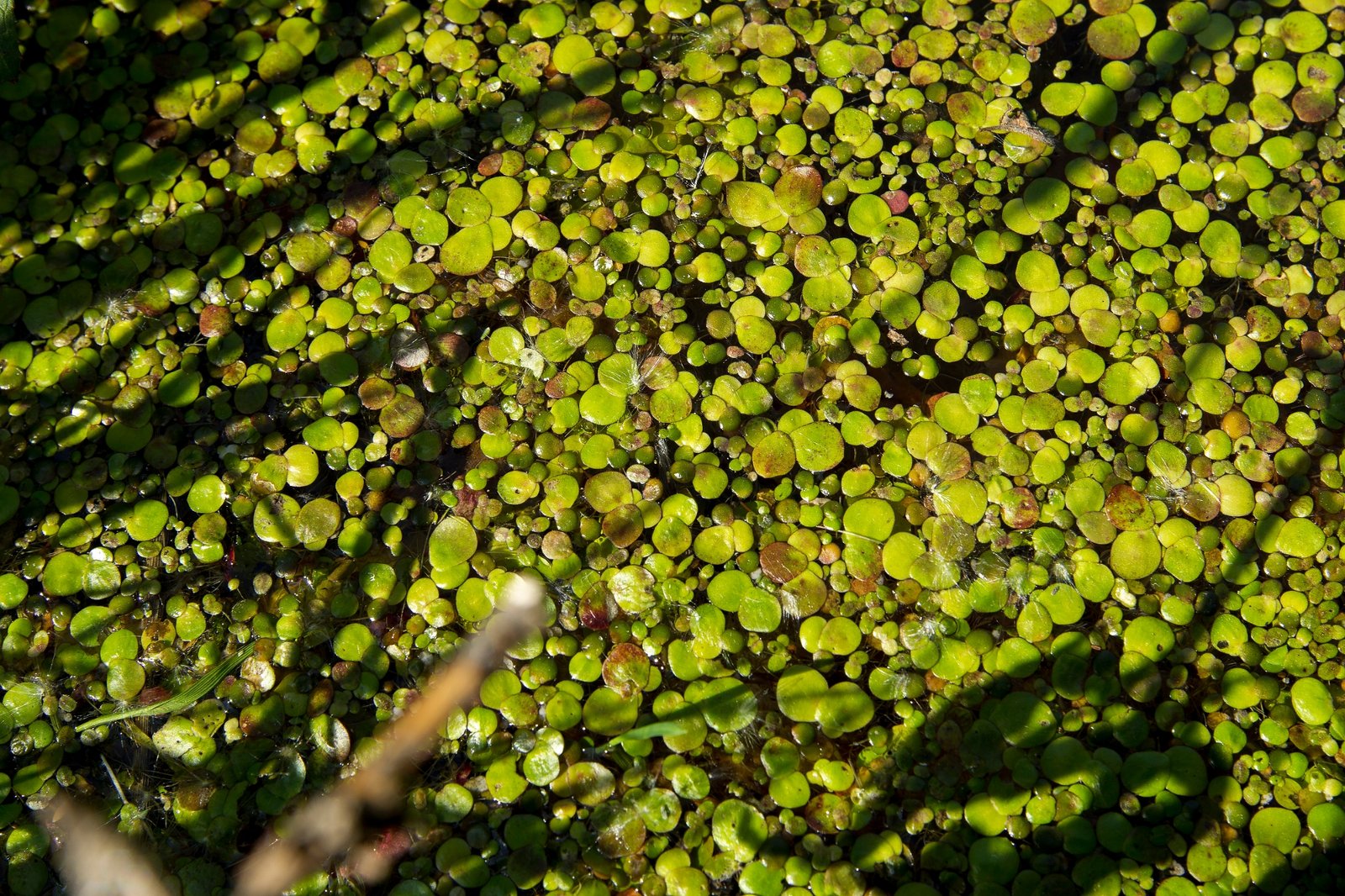 லெம்னா பாசி