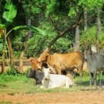 கால்நடை