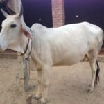 கால்நடை