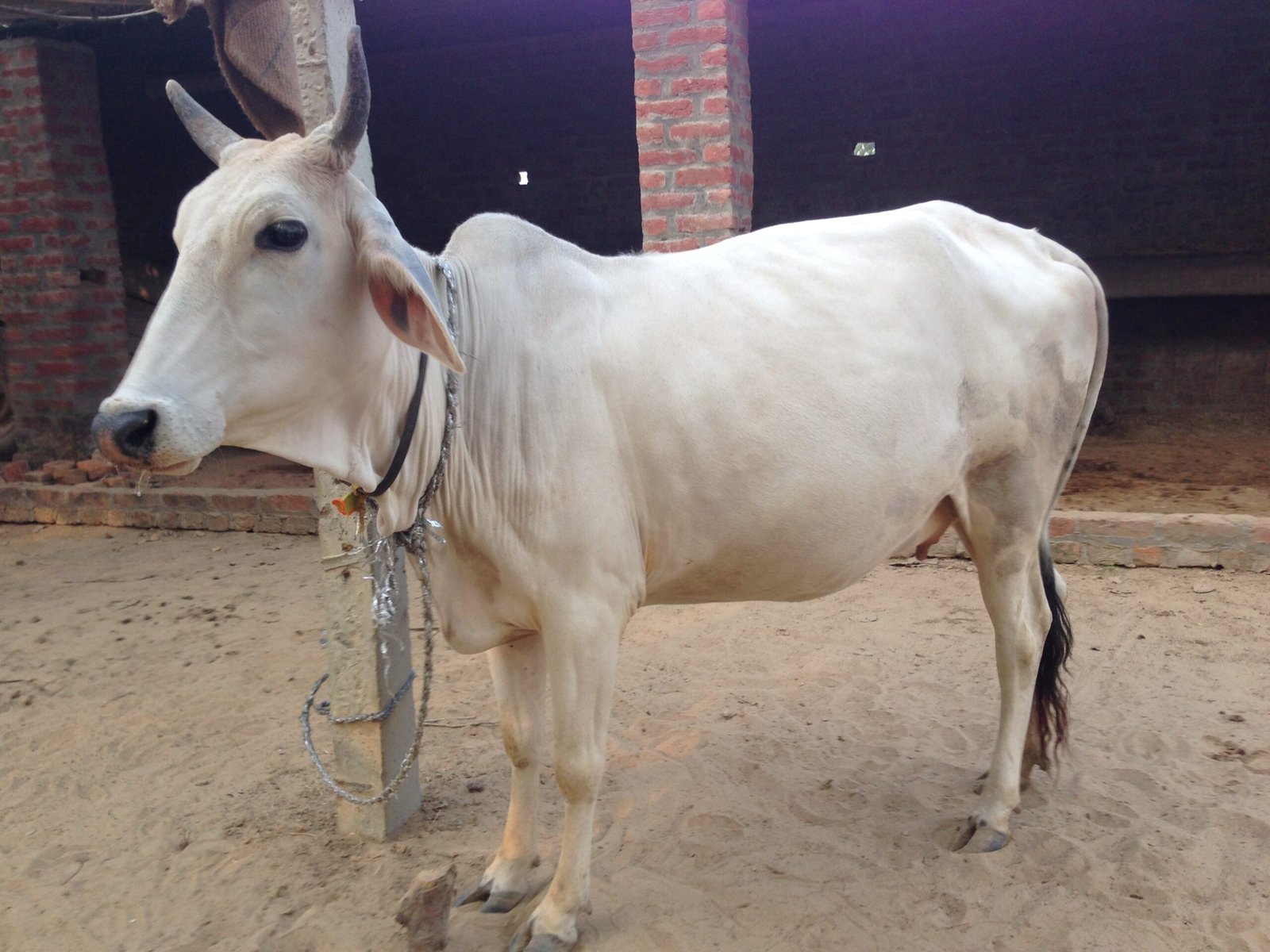 கால்நடை