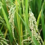 புழுதி நெல்