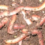 மண் புழு