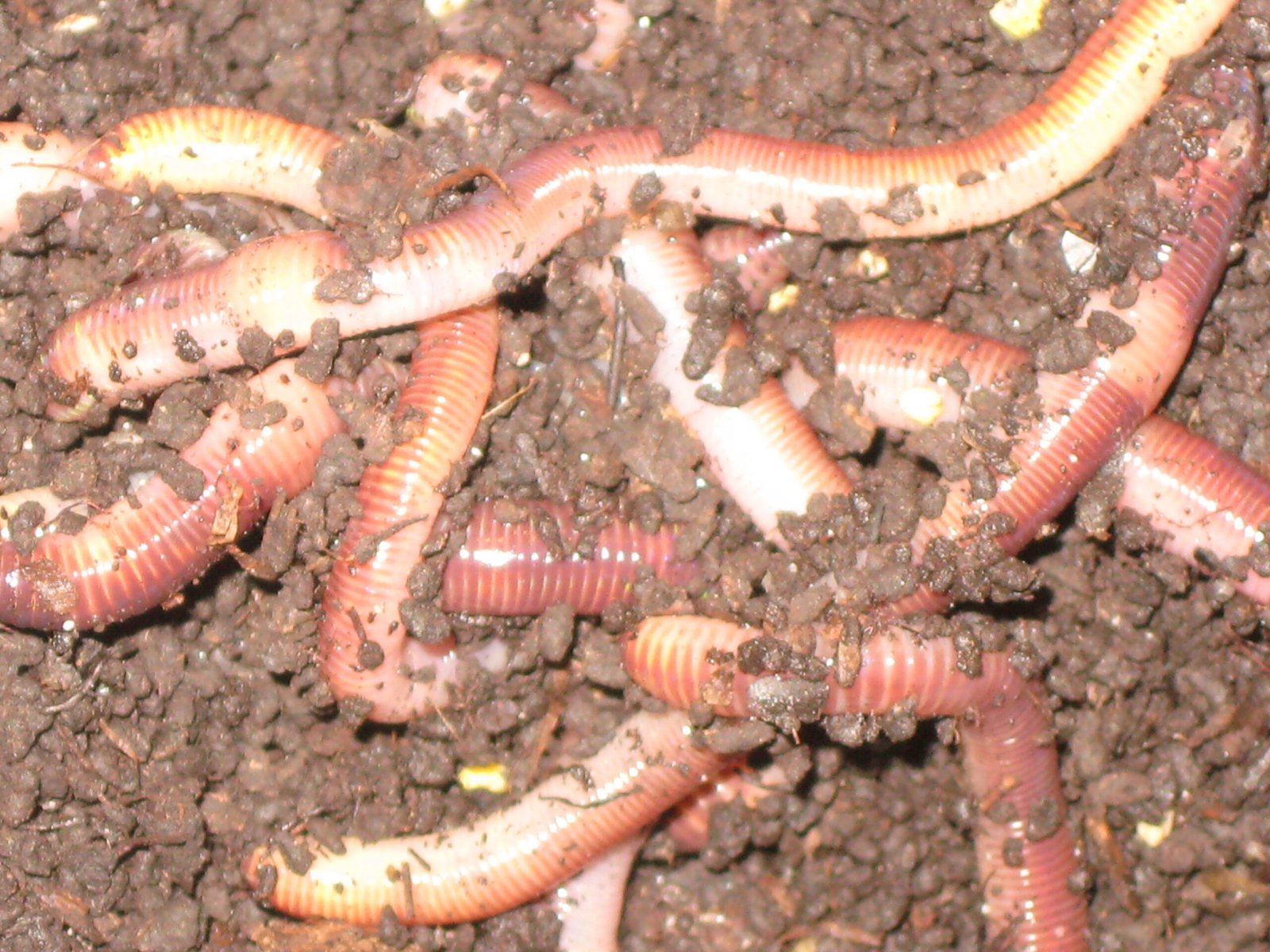 மண் புழு