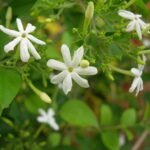 மல்லிகை