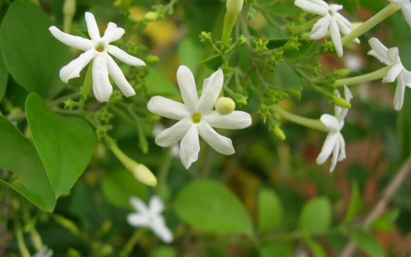 மல்லிகை