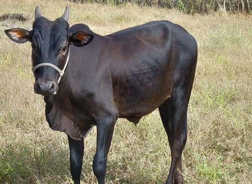 இளங்காளை