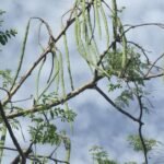 முருங்கை