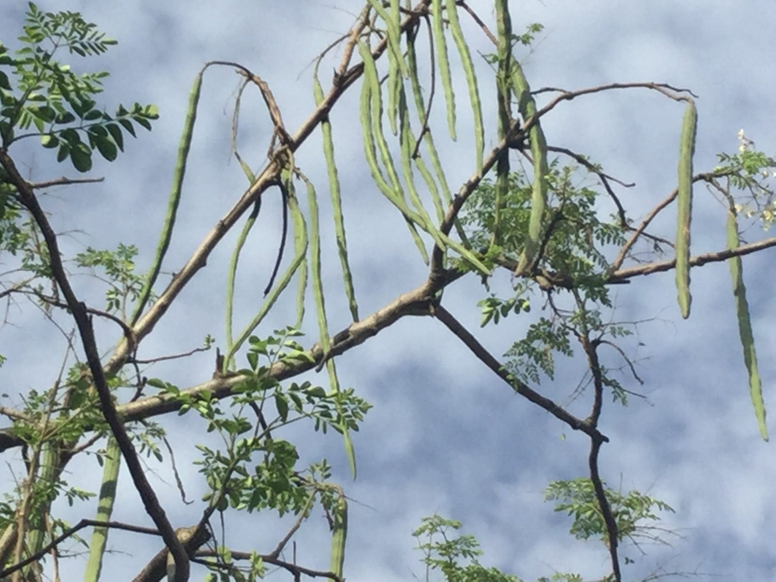 முருங்கை