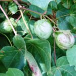 பருத்தி