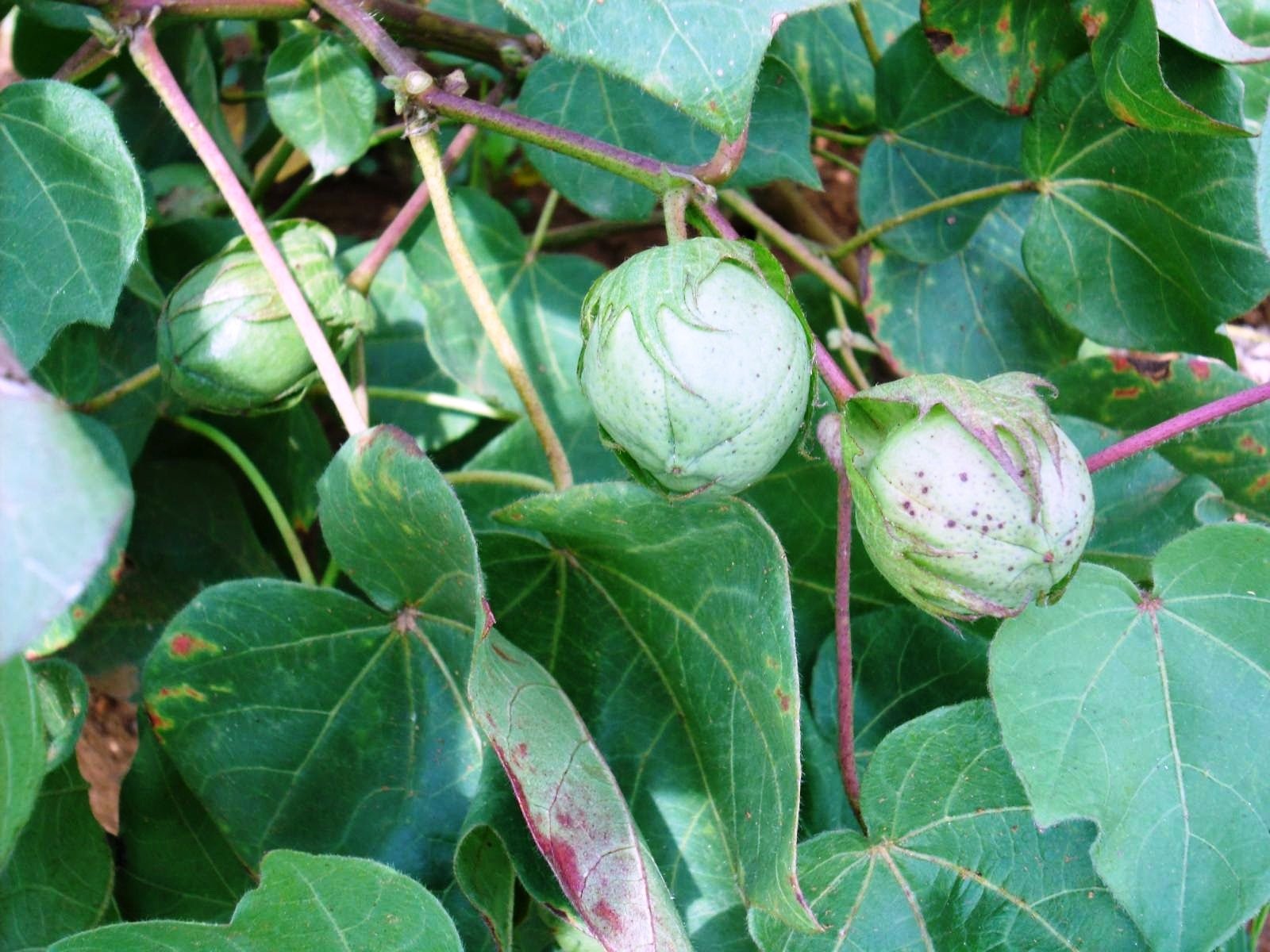 பருத்தி