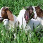 வெள்ளாடு