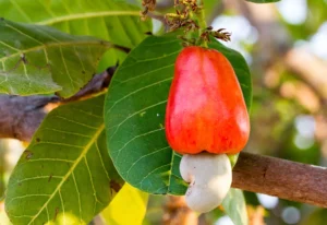 முந்திரி மரம்! 2 முந்திரி