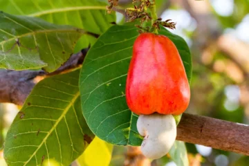 முந்திரி சாகுபடியில் கூடுதல் மகசூலுக்கான உத்திகள்!